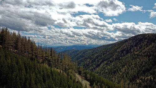 Scenic view of pine trees against sky