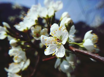 Close-up of white flowers