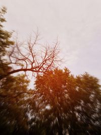 Low angle view of bare trees against sky