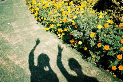 Shadow of flowers on plant