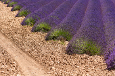 Scenic view of lavender field in provence south of france in summer