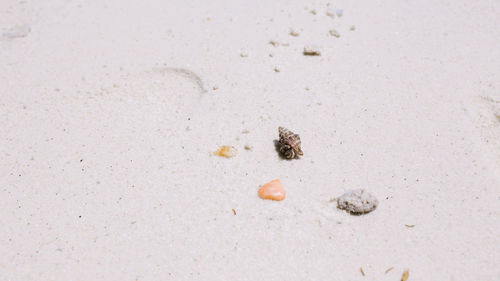 High angle view of crab on sand