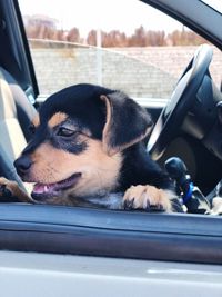 Dog looking through car window