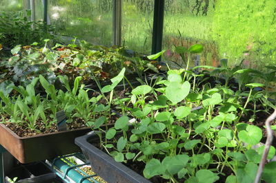 Close-up of fresh green plants