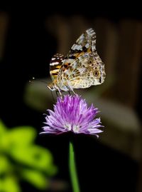 Close-up of butterfly pollinating on purple flower