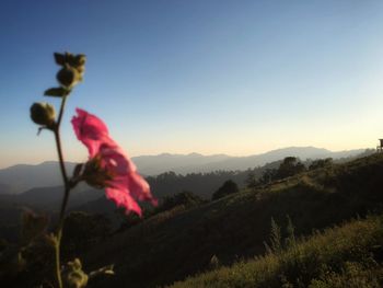Pink flowering plants against mountain during sunset