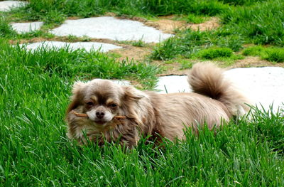 View of a dog relaxing on field