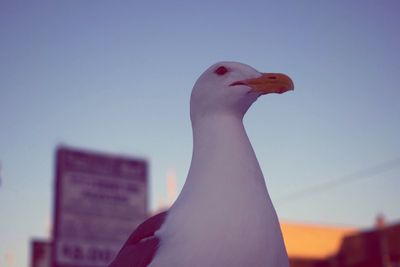 Close-up of bird