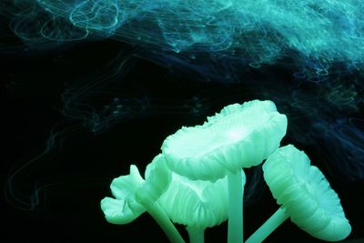 Close-up of jellyfish swimming in sea