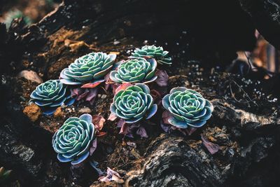 High angle view of multi colored candies on rock