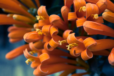 Close-up of orange flower