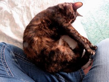 Close-up of cat sitting on sofa