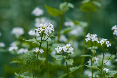 Close-up of white flowering plant