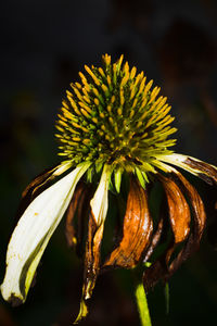 Close-up of wilted flower