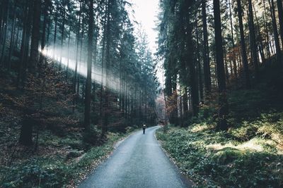 Road amidst trees in forest