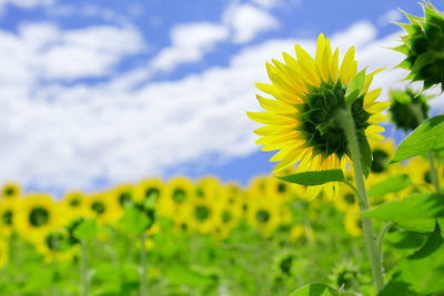 Close-up of sunflower in field