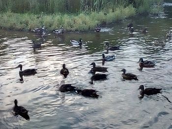 Ducks swimming in lake