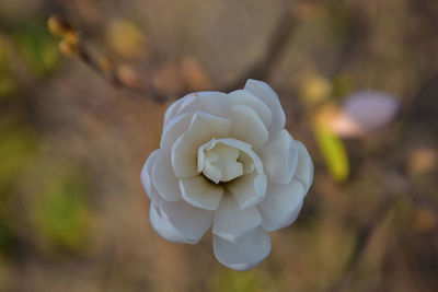 Close-up of white rose