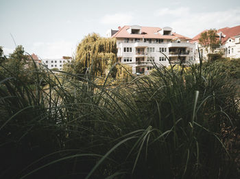 Plants growing on field against buildings