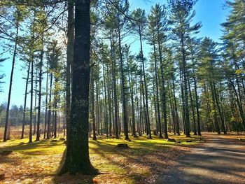 Road passing through trees