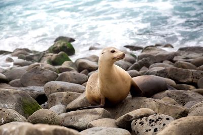 High angle view of seal on rocks at beach