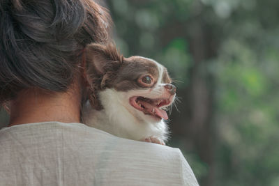 Rear view of woman carrying dog