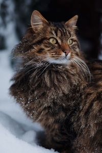 Close-up portrait of cat