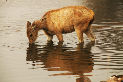 Side view of a dog in water