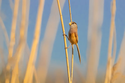 Low angle view of bird perching on plant