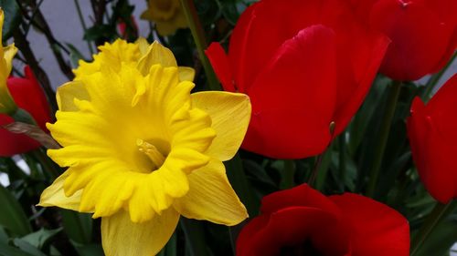 Close-up of yellow daffodil blooming outdoors