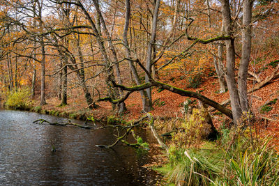 Dead tree by river in forest during autumn