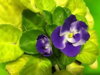 Close-up of purple flowers