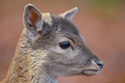 Portrait of a fawn