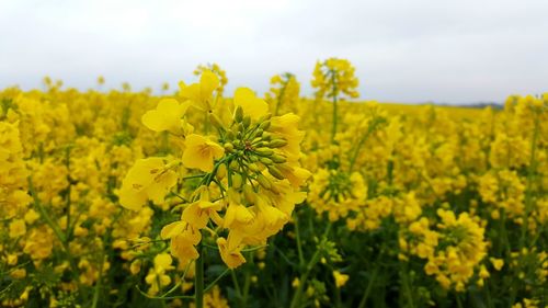 Yellow flowers blooming in field