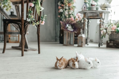 A group of cute easter bunny rabbits on the living room floor. beautiful cute pets