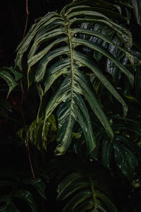 Close-up of fresh green plants