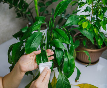 A woman wiping household dust from the leaves of houseplants with a soft cloth.spathiphyllum in pot.