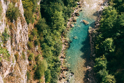 High angle view of river amidst trees in forest