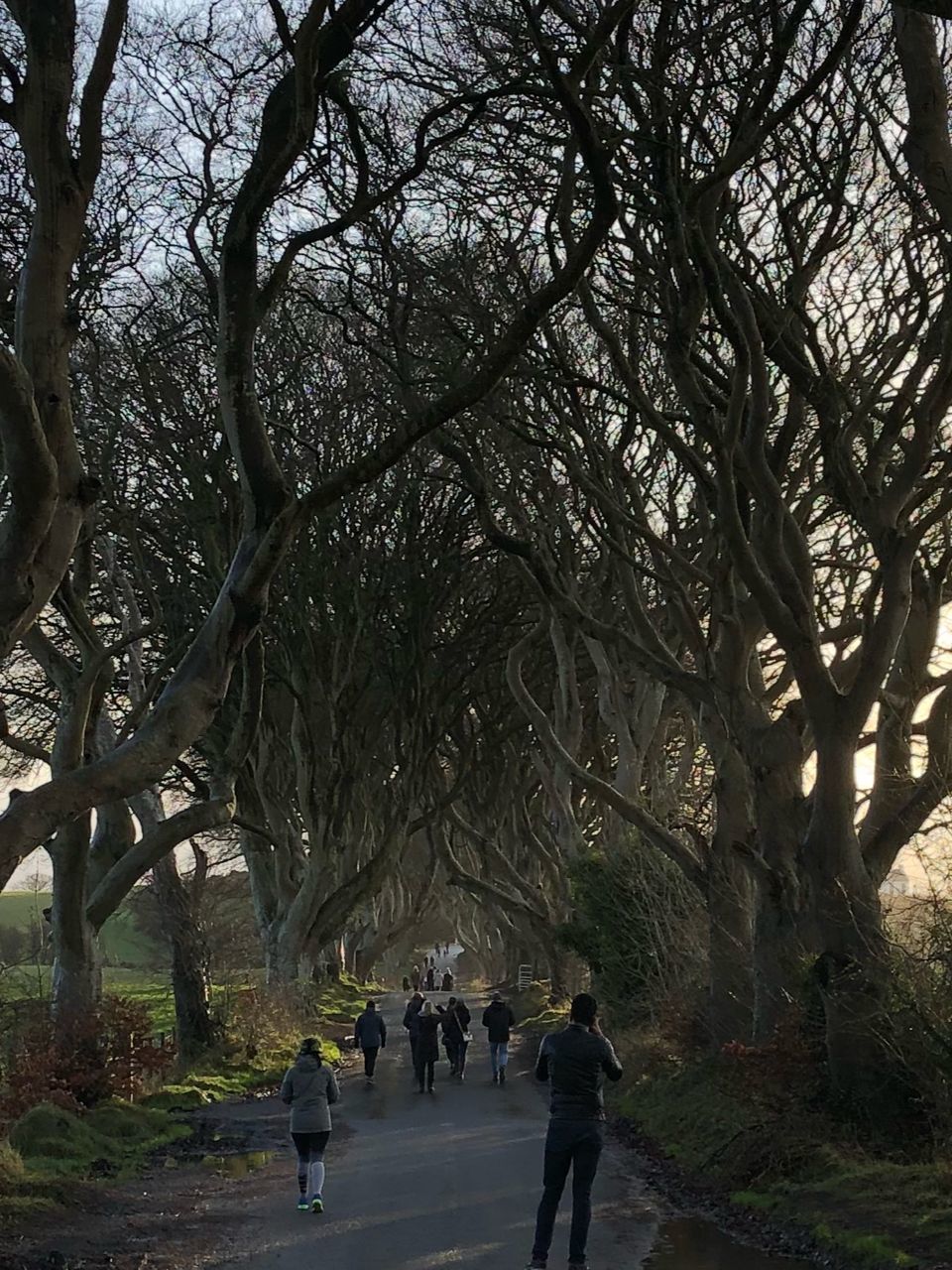 REAR VIEW OF PEOPLE WALKING ON FOOTPATH BY TREE