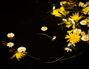 Close-up of yellow flower