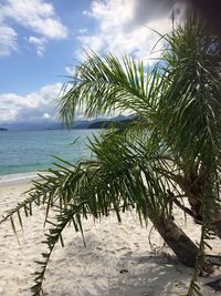 Palm tree on beach against sky