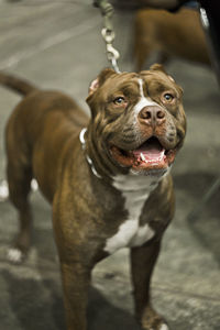 Close-up of dog