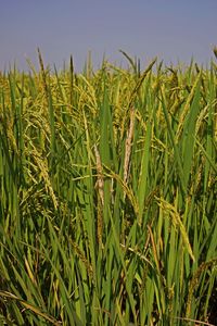 Rice stem borer symptom in rice field, key pest on rice