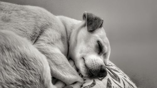 Close-up of puppy sleeping, puppy slumbers 