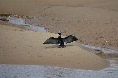 High angle view of bird on beach