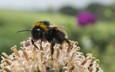 Close-up of bee pollinating on flower