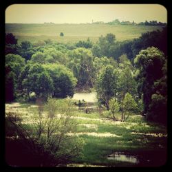 Scenic view of grassy field