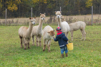 Rear view full length of boy with bucket standing by alpacas on grassy field
