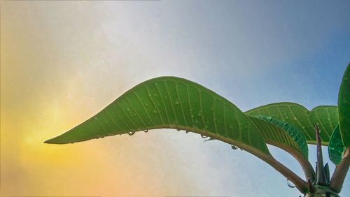 Low angle view of wet leaves against sky