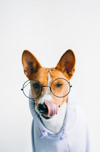 Portrait of dog against white background